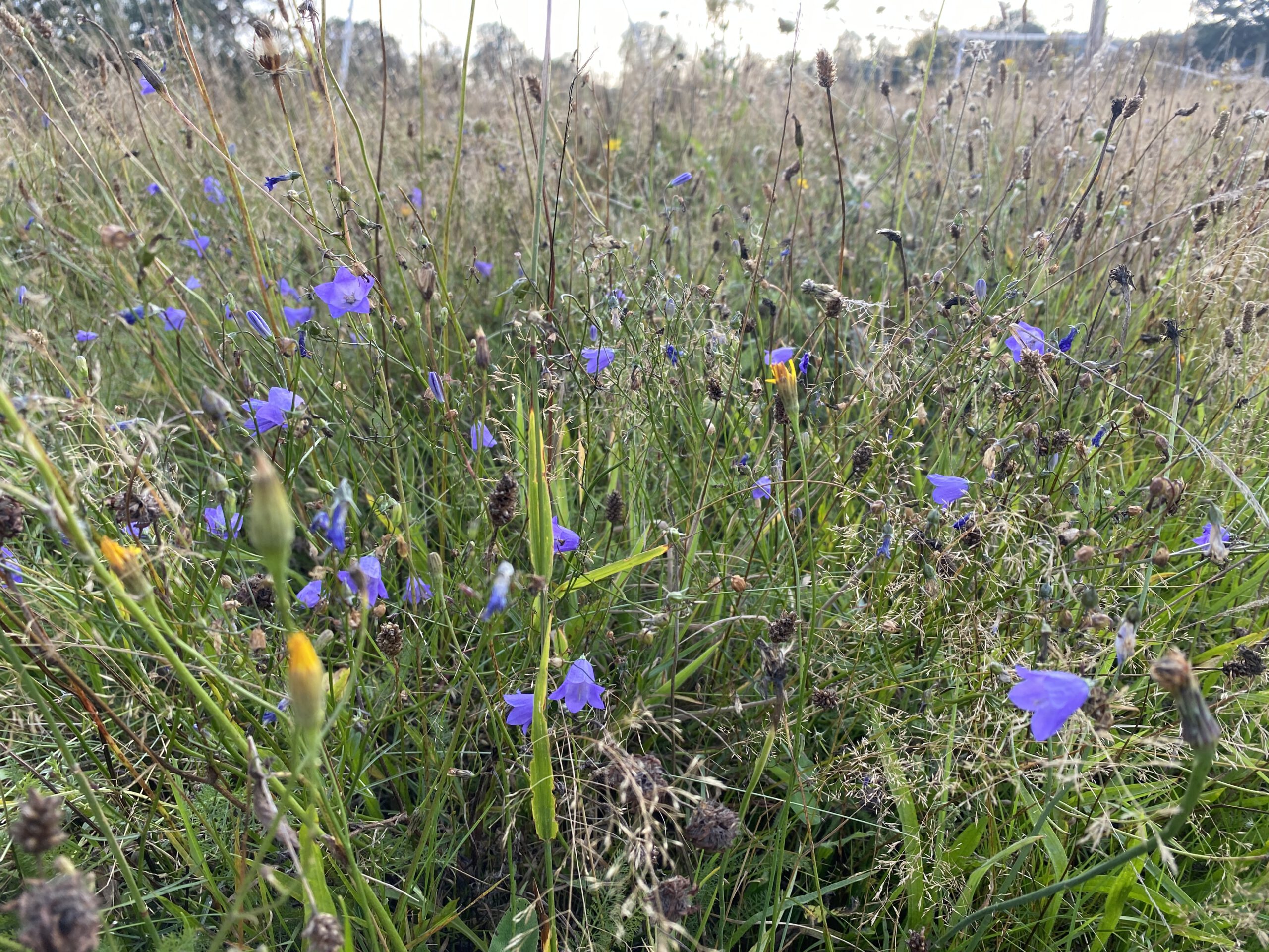 <strong>Biotopverbund</strong>