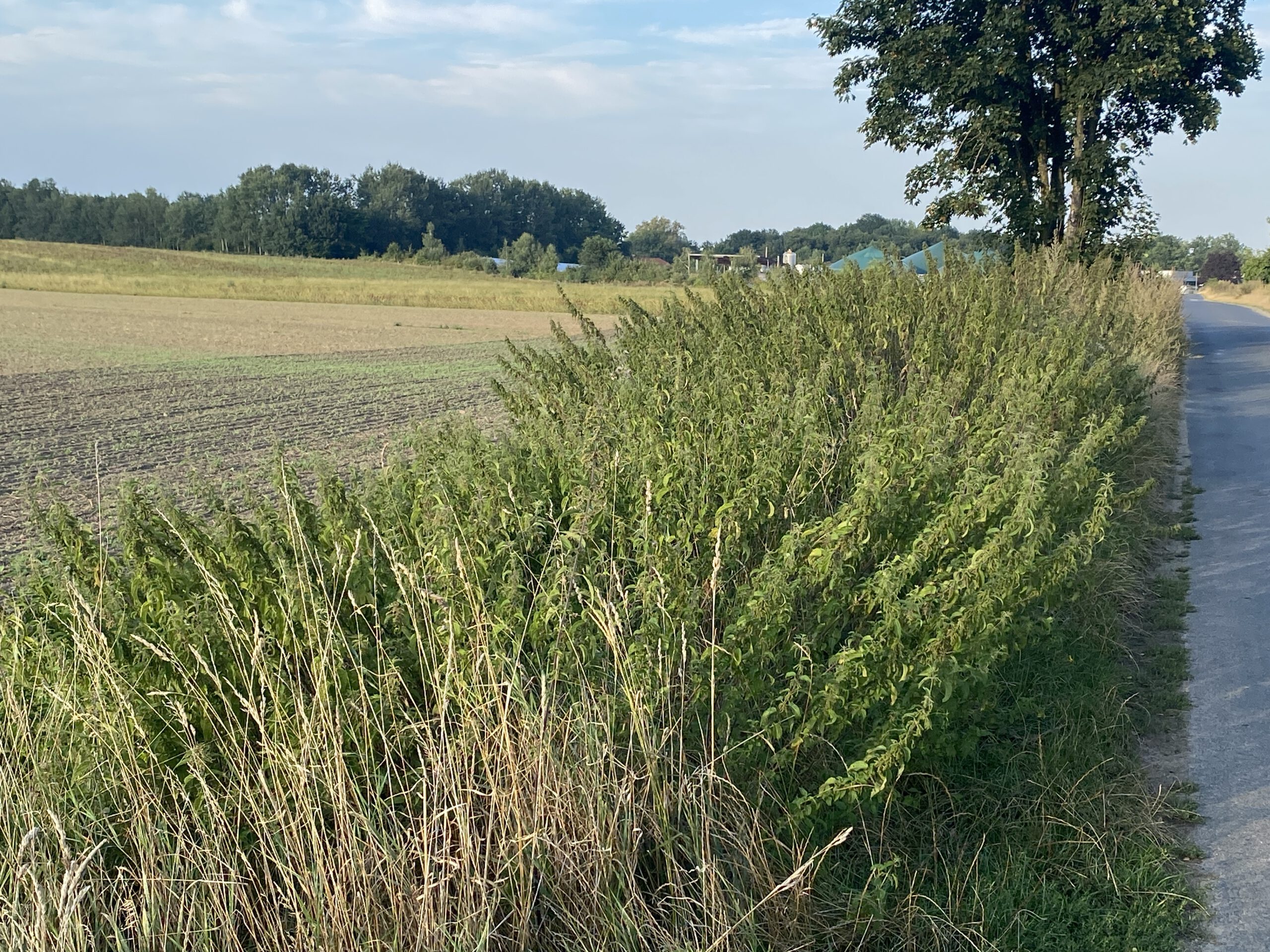 <strong><strong>Rechtliche Grundlagen</strong></strong>
